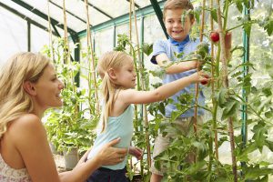 Mother And Children Harvesting Tomatoes In Greenhouse Together